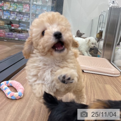 トイ・プードルの写真