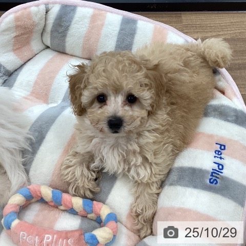 トイ・プードルの写真