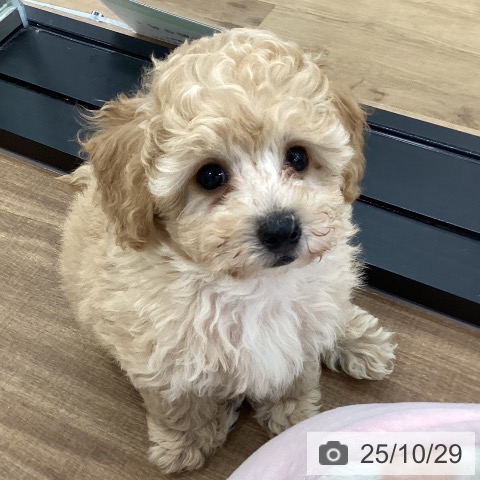 トイ・プードルの写真