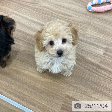 トイ・プードルの写真