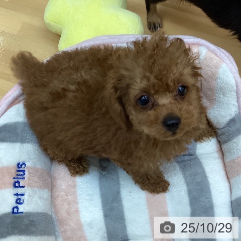 トイ・プードルの写真