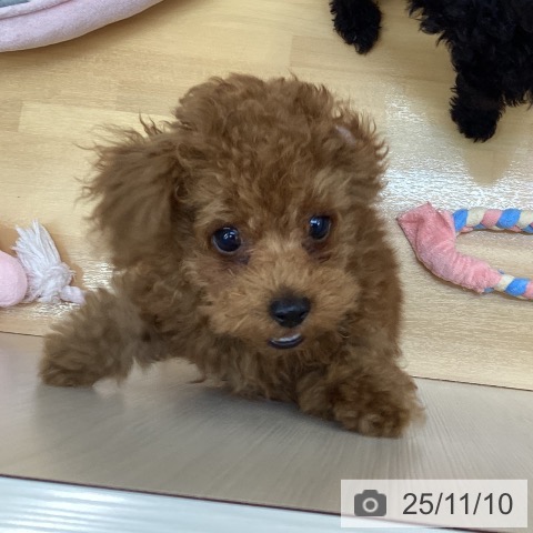 千葉県のトイプードル(トイ) (ペットプラス 木更津店/2025年8月24日生まれ/男の子/レッド)の子犬の3枚目の画像