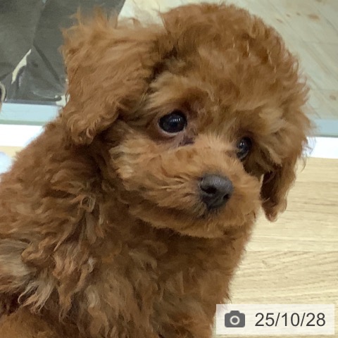 トイ・プードルの写真