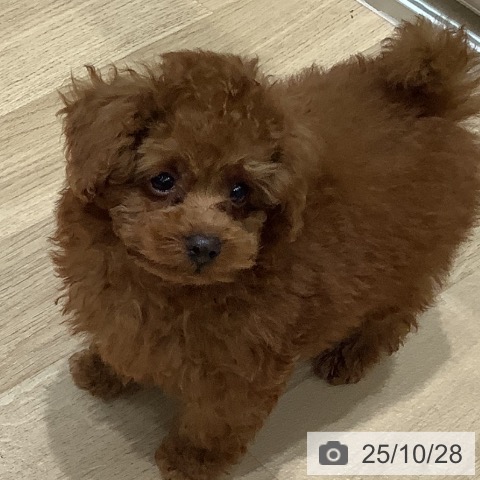 トイ・プードルの写真