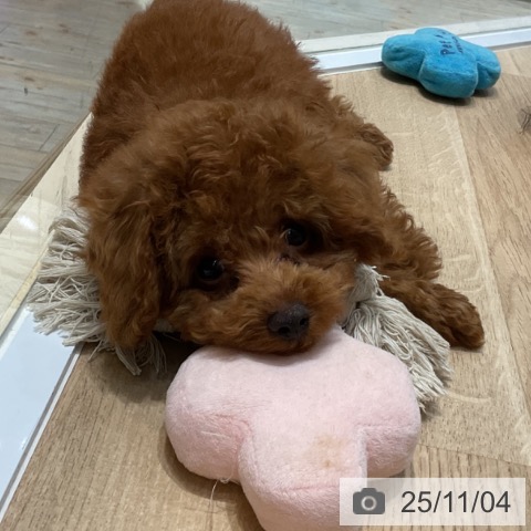 トイ・プードルの写真