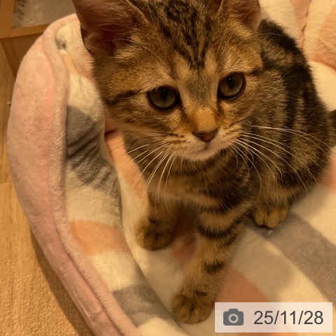 群馬県のアメリカンショートヘアー (ペットプラス イオンモール太田店/2025年8月23日生まれ/男の子/ブラウンタビー)の子猫の4枚目の画像