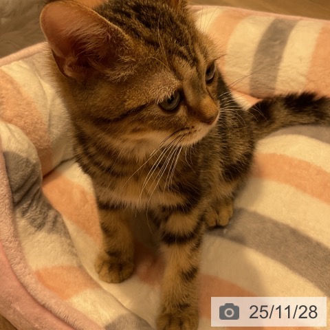 群馬県のアメリカンショートヘアー (ペットプラス イオンモール太田店/2025年8月23日生まれ/男の子/ブラウンタビー)の子猫の3枚目の画像