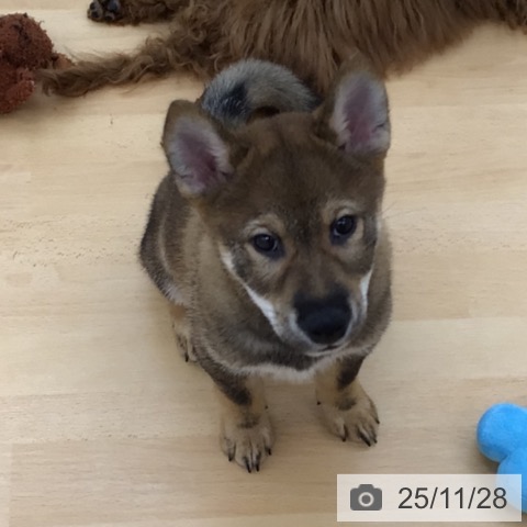 青森県の柴犬(標準サイズ) (ペットプラス 青森浜田店/2025年8月24日生まれ/男の子/胡麻)の子犬の4枚目の画像