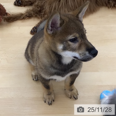 青森県の柴犬(標準サイズ) (ペットプラス 青森浜田店/2025年8月24日生まれ/男の子/胡麻)の子犬の3枚目の画像