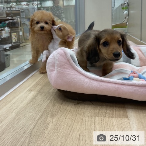 トイ・プードルの写真