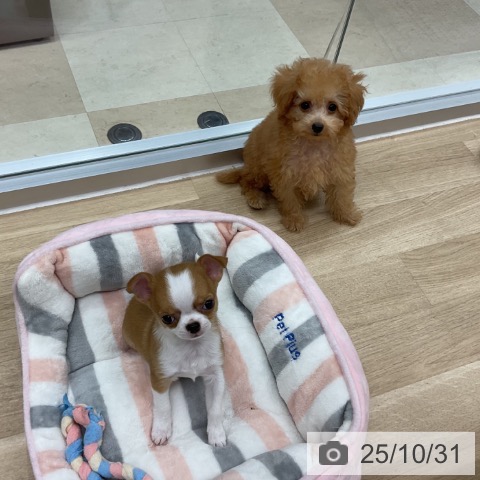 トイ・プードルの写真