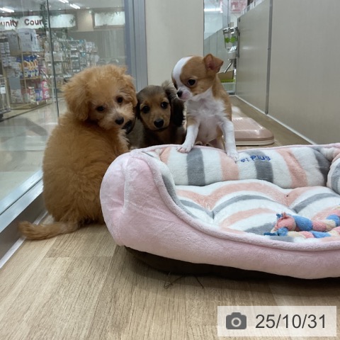 トイ・プードルの写真