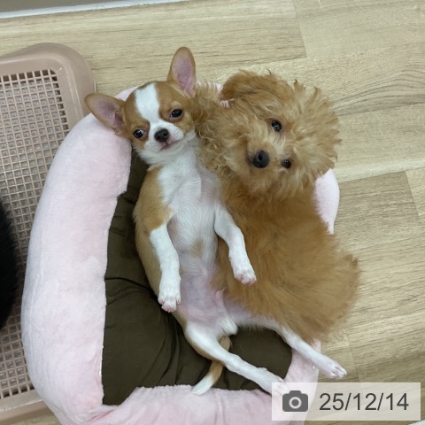 神奈川県のトイプードル(トイ) (ペットプラス アミーゴ藤沢店/2025年8月23日生まれ/男の子/アプリコット)の子犬の4枚目の画像