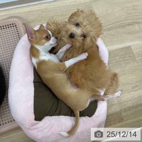 神奈川県のトイプードル(トイ) (ペットプラス アミーゴ藤沢店/2025年8月23日生まれ/男の子/アプリコット)の子犬の3枚目の画像