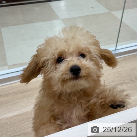 神奈川県のトイプードル(トイ) (ペットプラス アミーゴ藤沢店/2025年8月23日生まれ/男の子/アプリコット)の子犬の3枚目の画像
