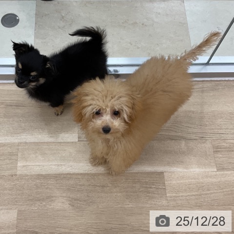 神奈川県のトイプードル(トイ) (ペットプラス アミーゴ藤沢店/2025年8月23日生まれ/男の子/アプリコット)の子犬の3枚目の画像