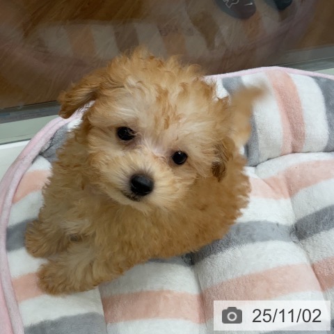 トイ・プードルの写真