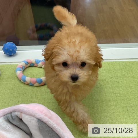 トイ・プードルの写真