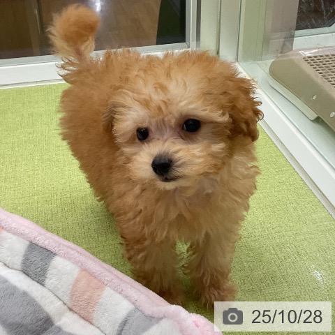 トイ・プードルの写真