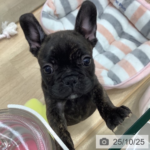 フレンチ・ブルドッグの写真