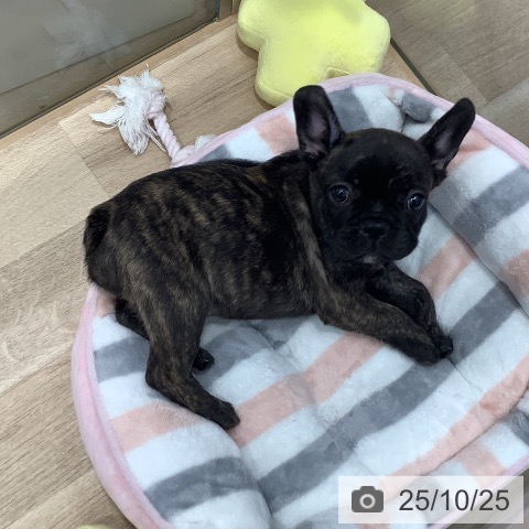 フレンチ・ブルドッグの写真