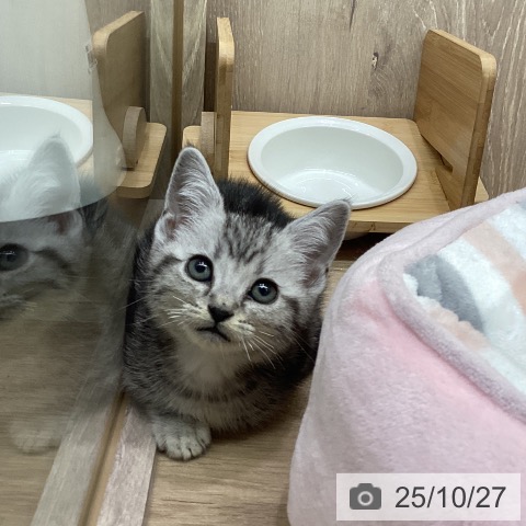 アメリカンショートヘアの写真