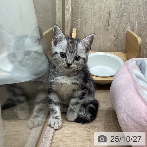 アメリカンショートヘアの写真