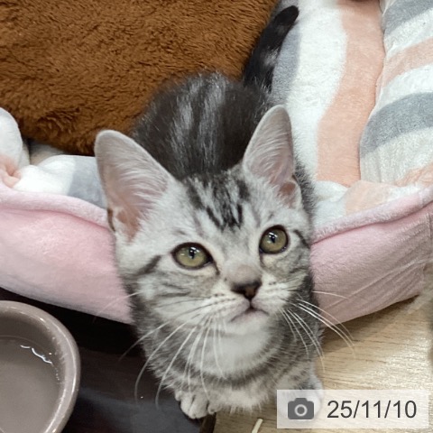 アメリカンショートヘアの写真