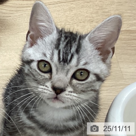 アメリカンショートヘアの写真