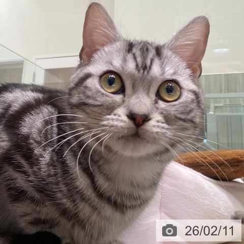 アメリカンショートヘアの写真