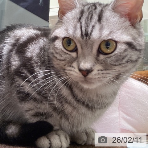 アメリカンショートヘアの写真