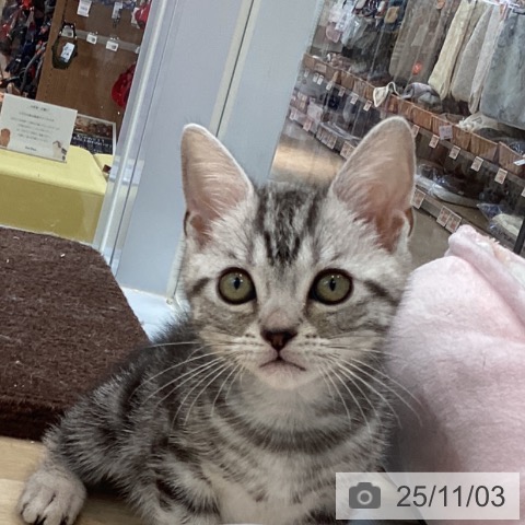 東京都のアメリカンショートヘアー (ペットプラス 立川高島屋S.C.店/2025年8月7日生まれ/男の子/シルバータビー)の子猫の4枚目の画像