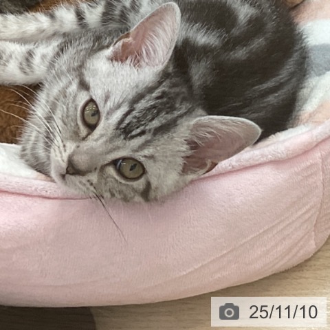 東京都のアメリカンショートヘアー (ペットプラス 立川高島屋S.C.店/2025年8月7日生まれ/男の子/シルバータビー)の子猫の3枚目の画像