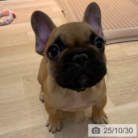 フレンチ・ブルドッグの写真