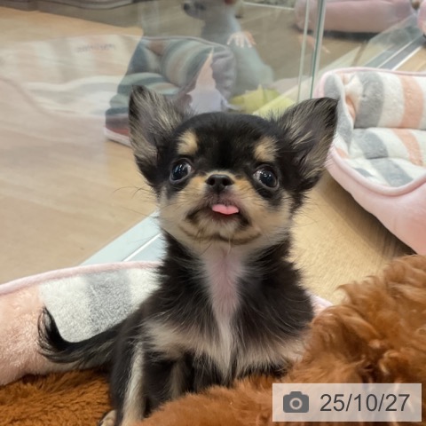 チワワの写真