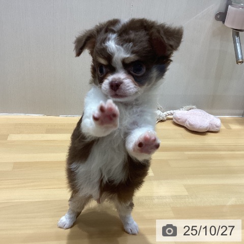 チワワの写真