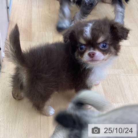 チワワの写真