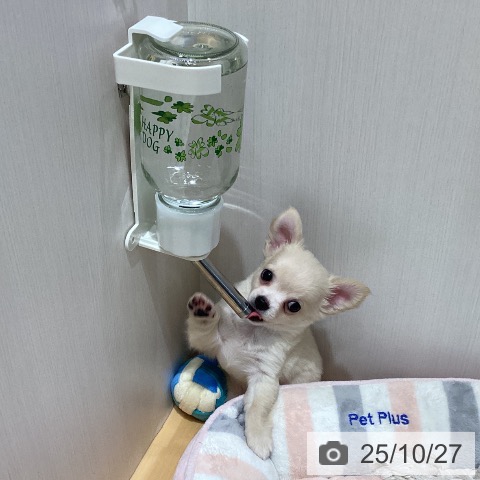チワワの写真
