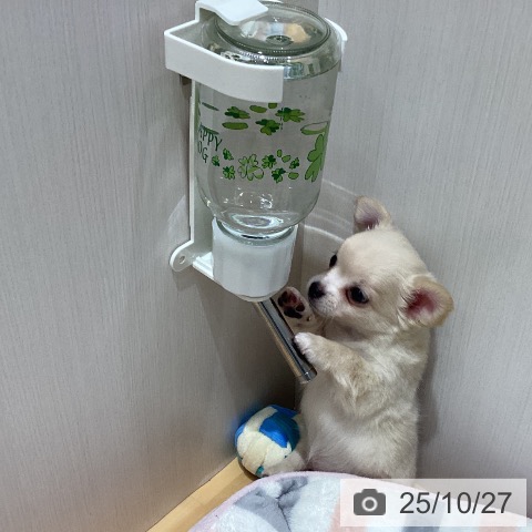 チワワの写真