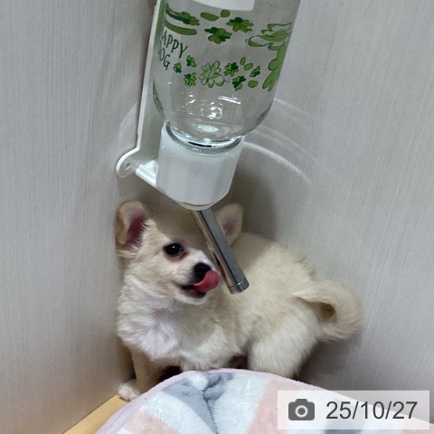 チワワの写真