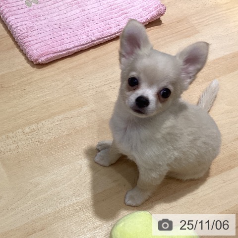 茨城県のチワワ(ロング) (ペッツワン 古河店/2025年8月25日生まれ/男の子/クリームホワイト)の子犬の4枚目の画像