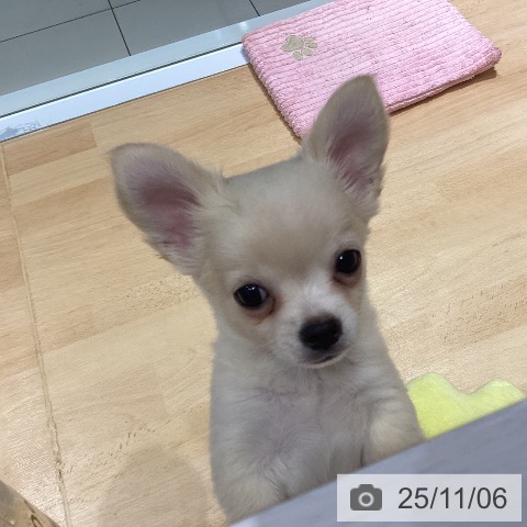 茨城県のチワワ(ロング) (ペッツワン 古河店/2025年8月25日生まれ/男の子/クリームホワイト)の子犬の3枚目の画像