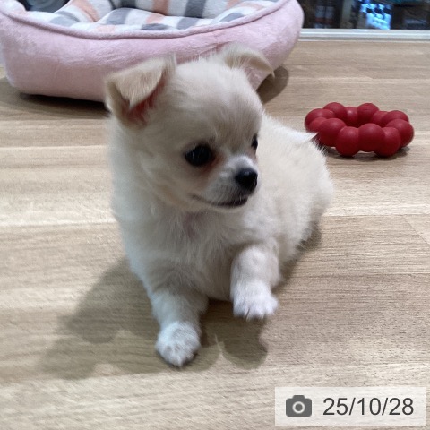 神奈川県のチワワ(ロング) (ペットプラス ゆめが丘ソラトス店/2025年8月25日生まれ/女の子/クリームホワイト)の子犬の4枚目の画像