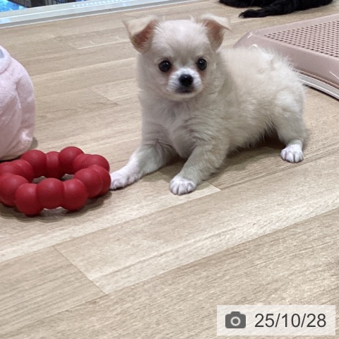 神奈川県のチワワ(ロング) (ペットプラス ゆめが丘ソラトス店/2025年8月25日生まれ/女の子/クリームホワイト)の子犬の3枚目の画像