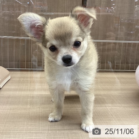 神奈川県のチワワ(ロング) (ペッツワン 横須賀久里浜店/2025年8月25日生まれ/女の子/フォーンホワイト)の子犬の4枚目の画像