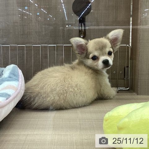 神奈川県のチワワ(ロング) (ペッツワン 横須賀久里浜店/2025年8月25日生まれ/女の子/フォーンホワイト)の子犬の3枚目の画像