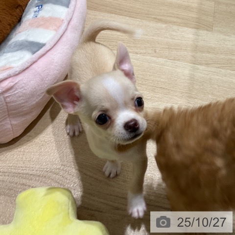 東京都のチワワ(ロング) (ペットプラス 立川高島屋S.C.店/2025年8月24日生まれ/女の子/クリームホワイト)の子犬の4枚目の画像