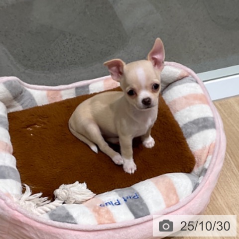 東京都のチワワ(ロング) (ペットプラス 立川高島屋S.C.店/2025年8月24日生まれ/女の子/クリームホワイト)の子犬の3枚目の画像