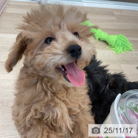 トイ・プードルの写真