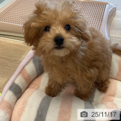 トイ・プードルの写真